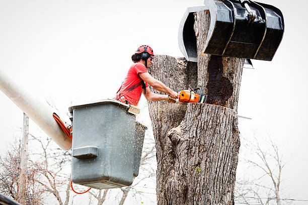 Home Safety and Wellness: A Family Approach to Professional Tree Services